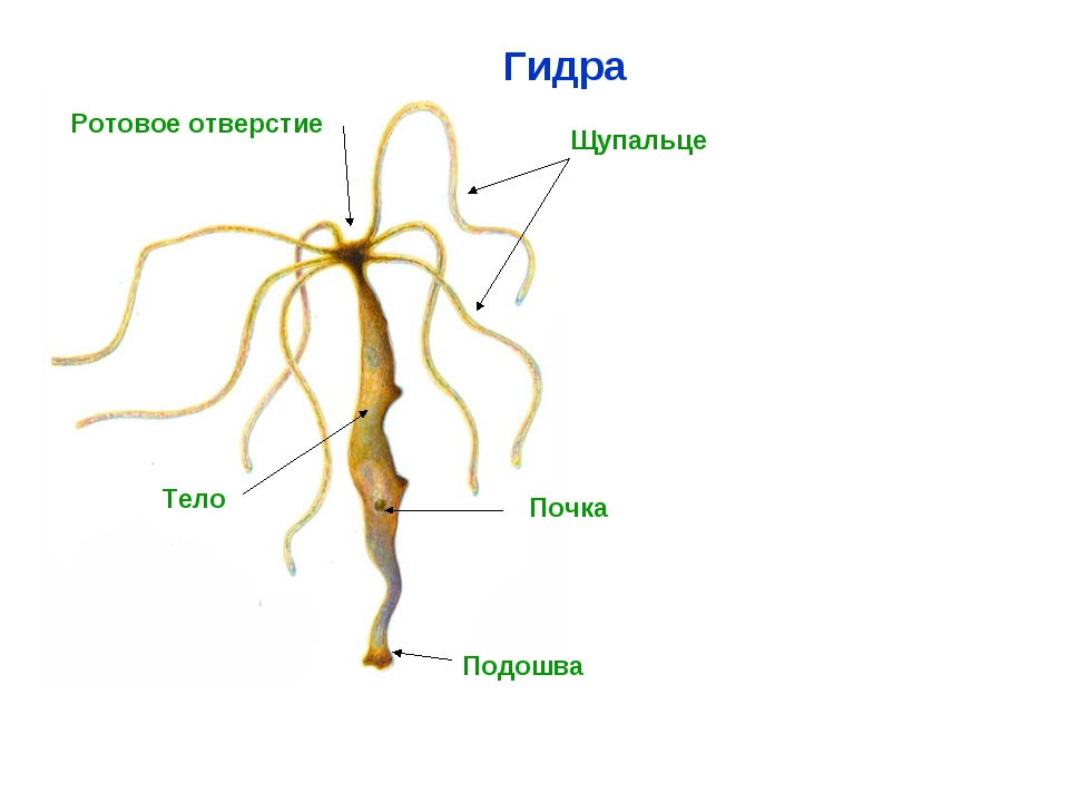 Сайт kraken в tor
