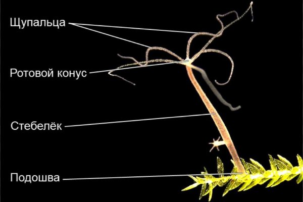 Kraken даркнет рынок