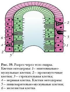 Кракен маркетплейс krk store com